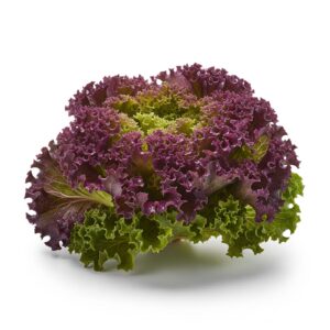 Alface Crespa Roxa