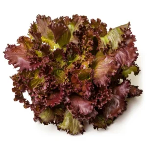 Alface Crespa Roxa Baby 250g