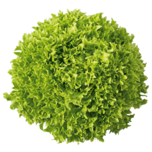 Alface Crespa Verde Baby 250g